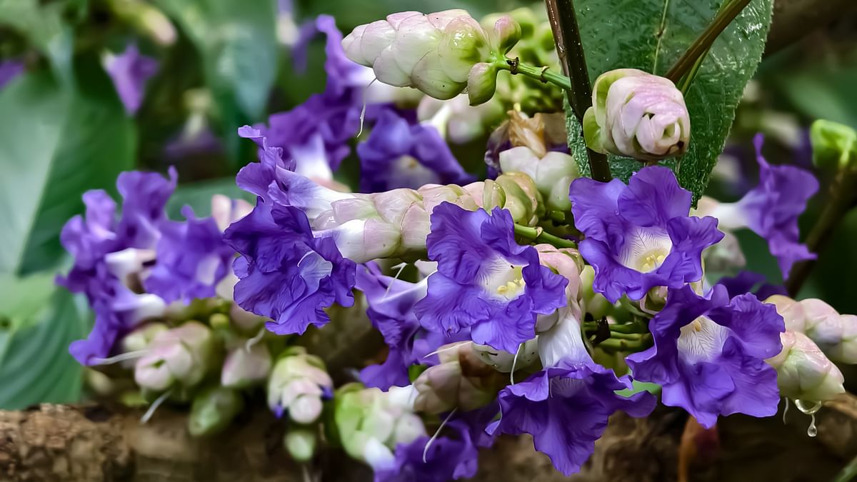 Karvi bloom in Western Ghats after 8 long years