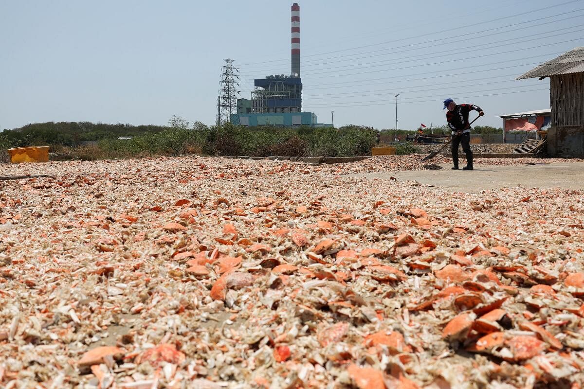 A man dries shell crabs with the Cirebon-1 power plant in the background, in Cirebon, Indoensia.