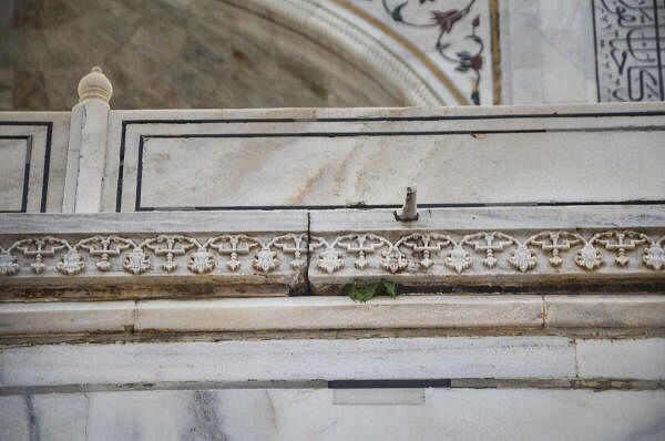 A peepal tree sapling takes roots in a crack of the plinth wall, at Taj Mahal in Agra