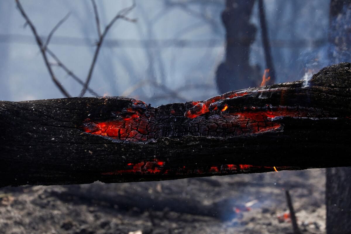 A trunk burns during a wildfire, in Quito, Ecuador