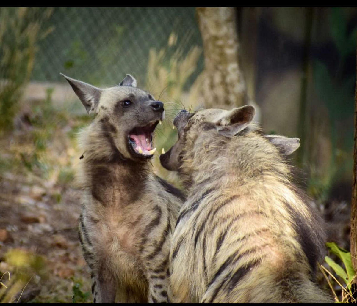 Striped hyenas 