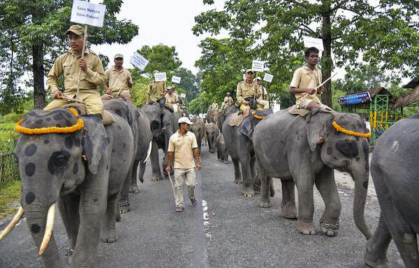 Elephants during a state level function on the World Tourism Day, at the Manas National Park, in Assam.