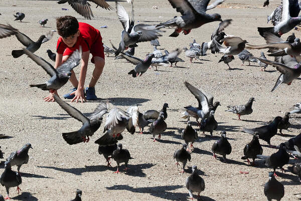 A boy plays with pigeons as displaced families stay on the roads after spending the night fleeing the overnight Israeli strikes, amid ongoing hostilities between Hezbollah and Israeli forces, in southern Beirut, in Lebanon.