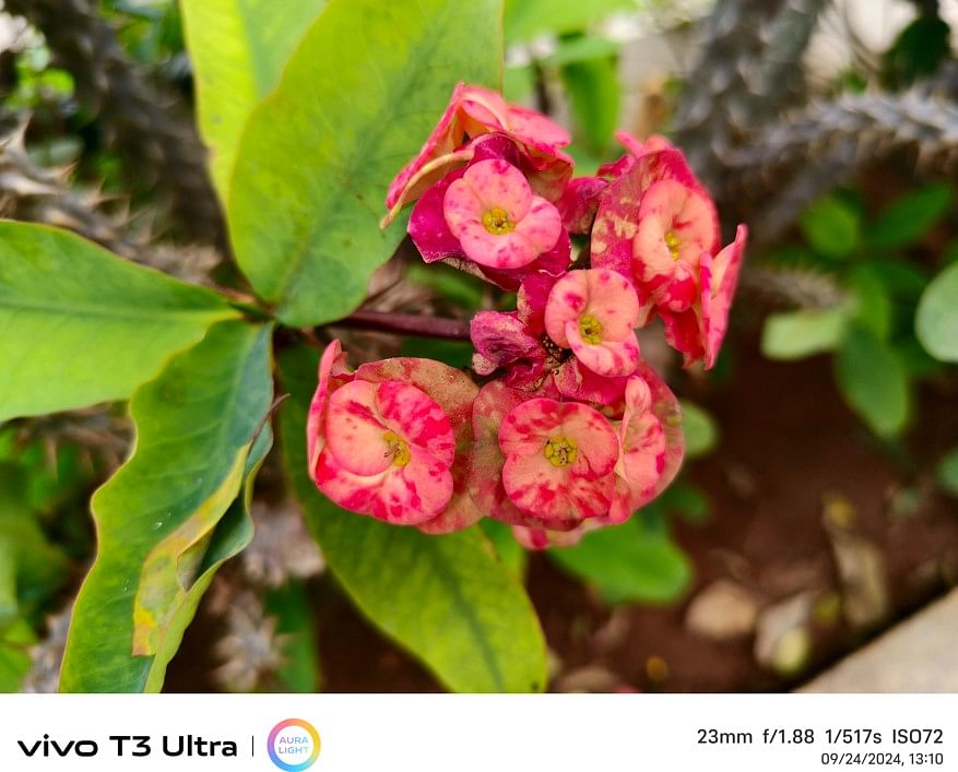 Vivo T3 Ultra's camera sample.