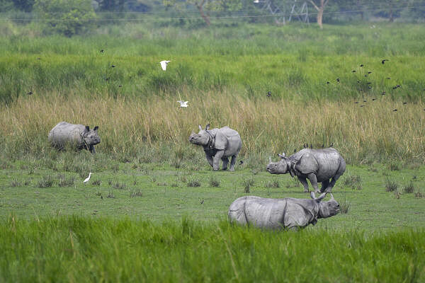 One horned rhinos graze inside the Kaziranga National Park, in Nagaon district of Assam.