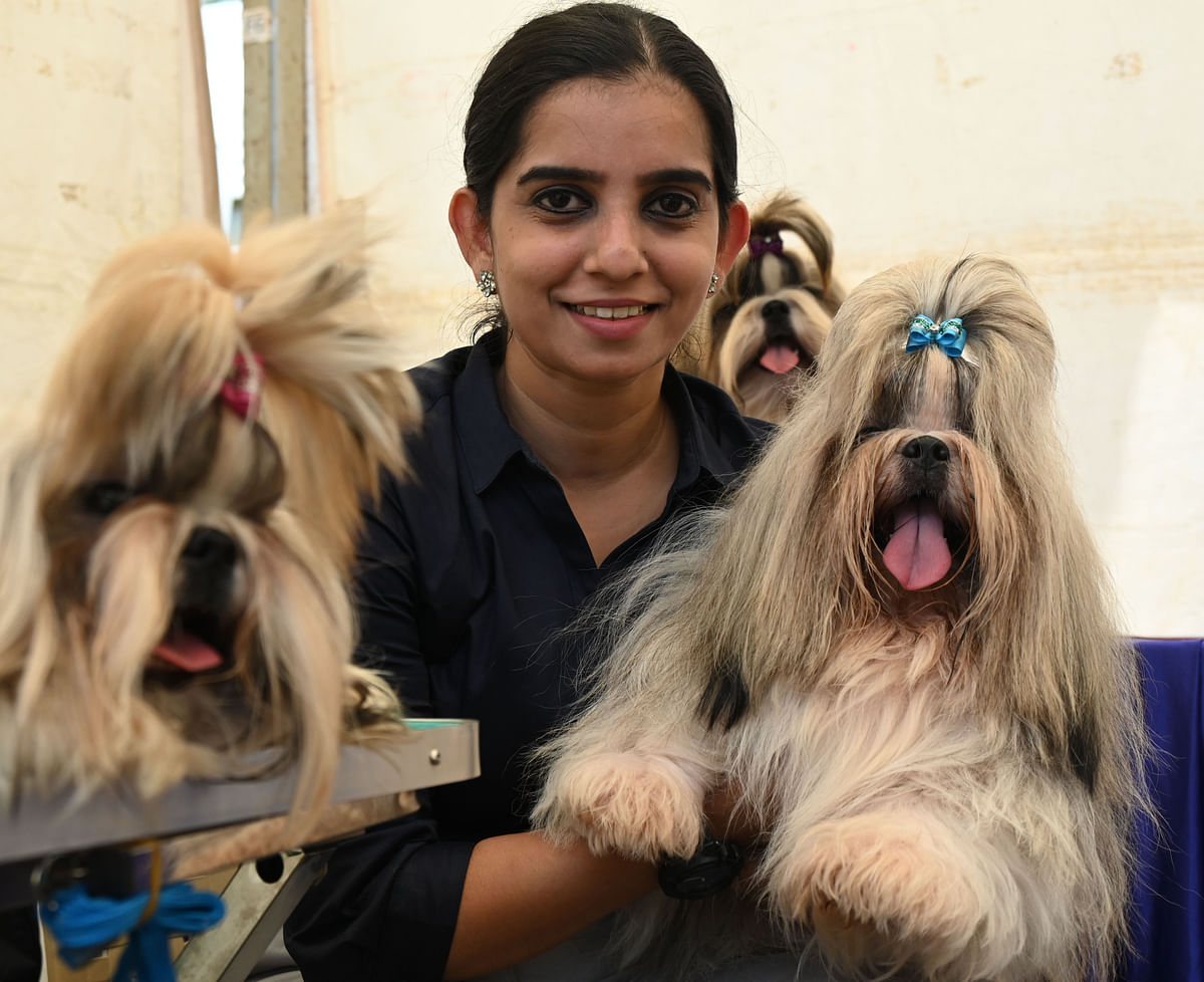 Boxer dogs captivate audiences at the Crown Classic Dog Show. Meanwhile Shih Tzu enthusiasts gather to celebrate their favourite breed at the same event.