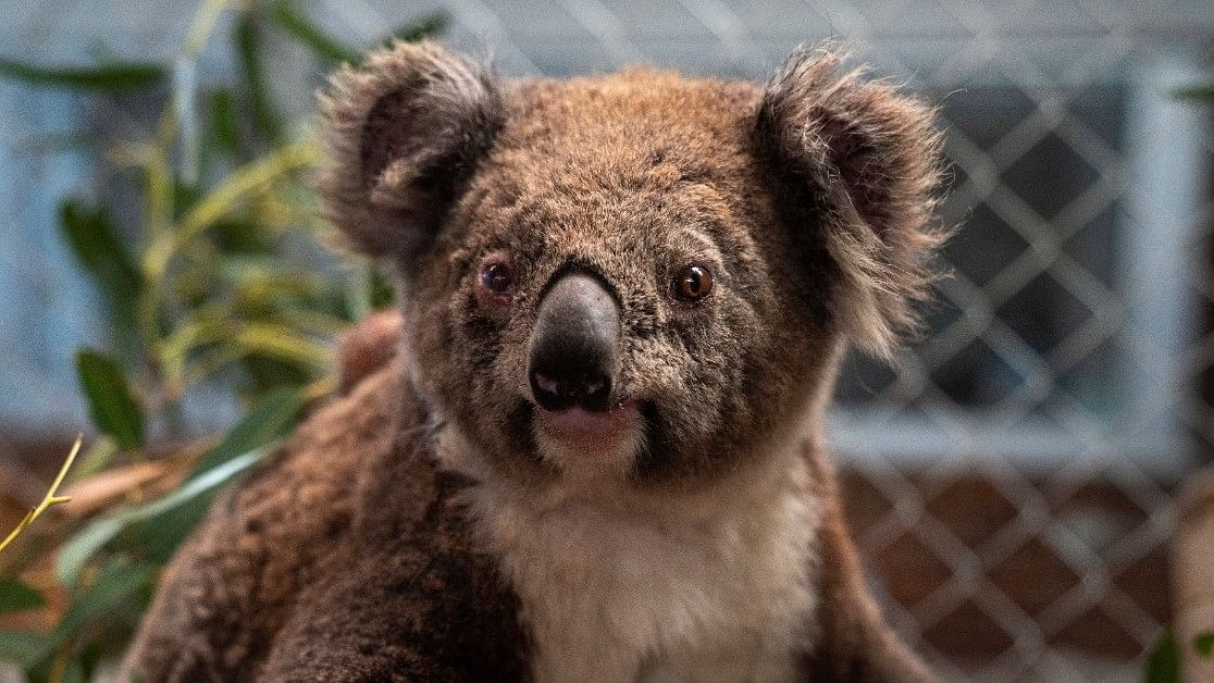 Police Chase Koala Through Sydney Train Station