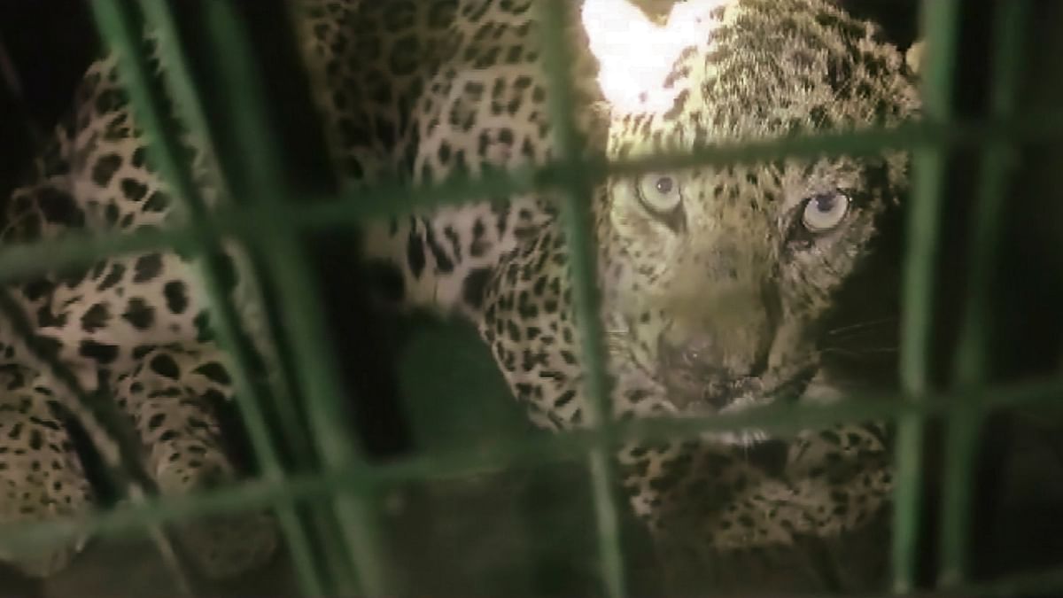 UP forest department catches fourth leopard in Bahraich in two weeks