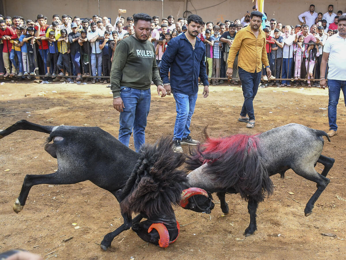 People gather to watch rams fight during Dasara festival celebrations, in Hubballi.