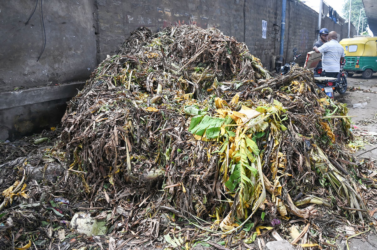 Banana leaves strewn on the road near KR Market.