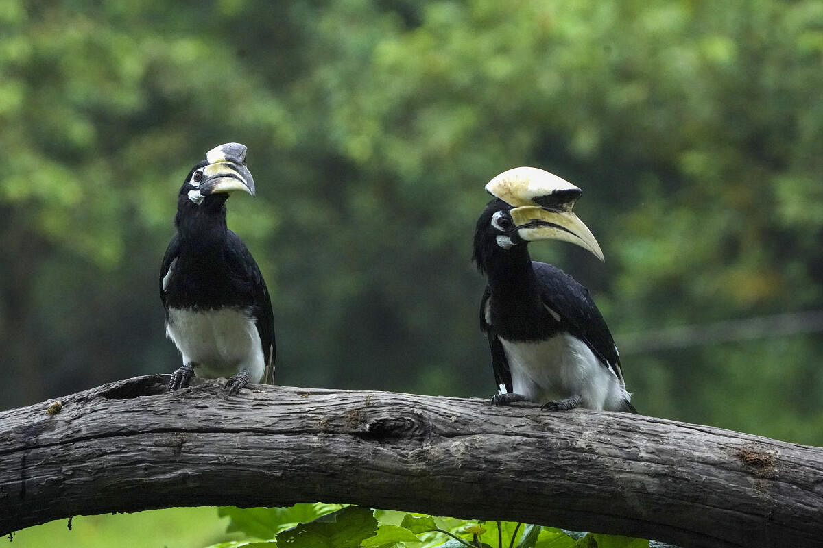 Oriental pied hornbills at Ponitora Wild Life Sanctuary, in the Morigaon district.