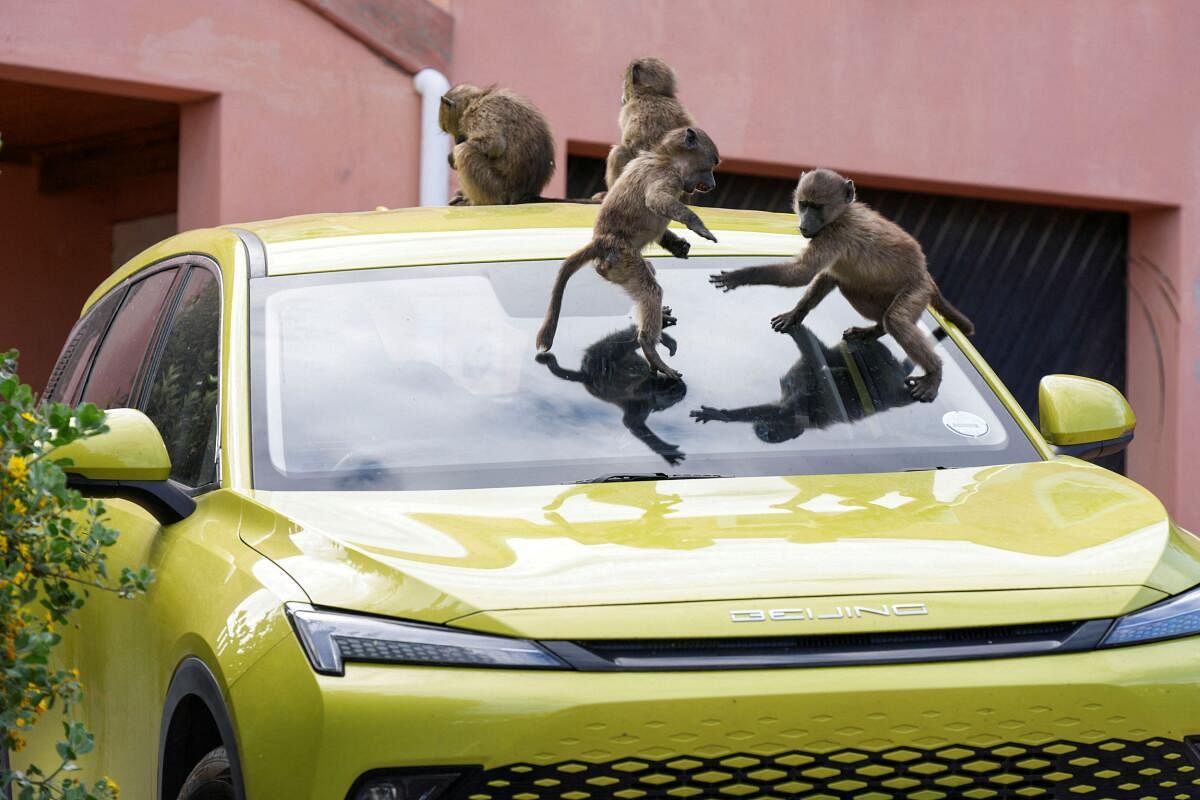 Juvenile Chacma baboons play on a vehicle during a raid on refuse bins by a troop of Chacma baboons foraging in the residential neighborhood of Capri in Cape Town, South Africa.