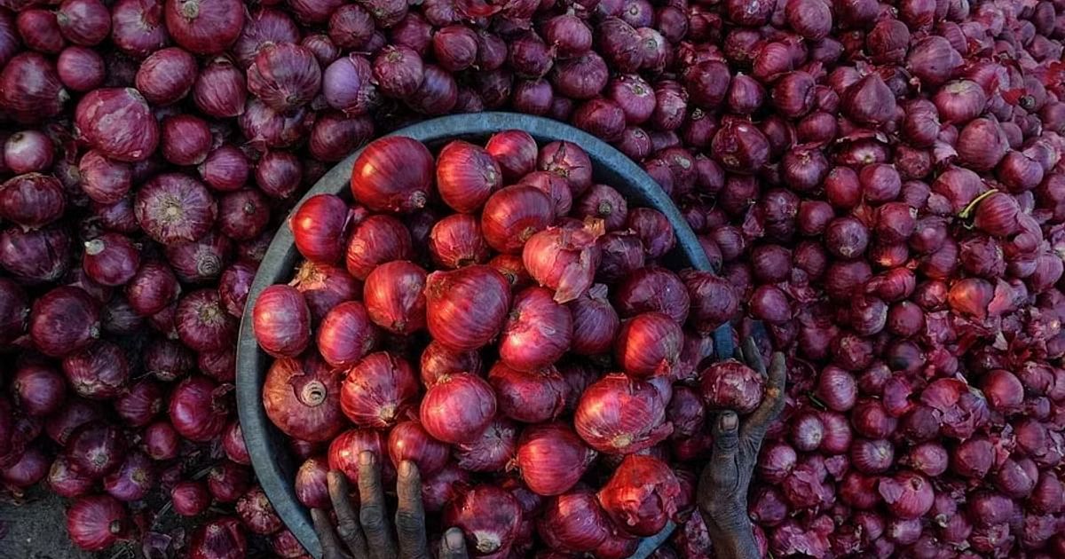 Maharashtra Onion Crisis: Price Crash and Rains Devastate Farmers' Hopes