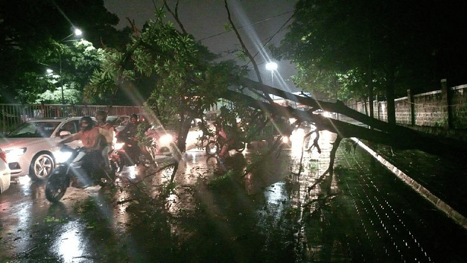 A fallen tree at Seshadri Road. 