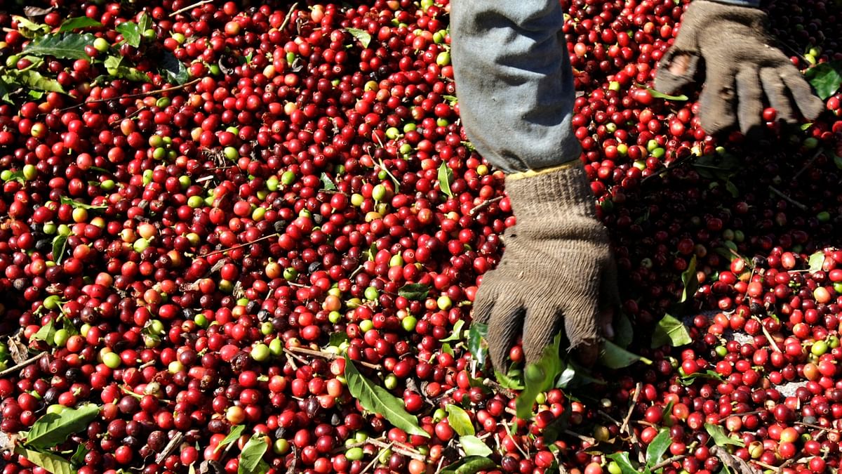 Coffee prices to continue rising over the next two years: Experts