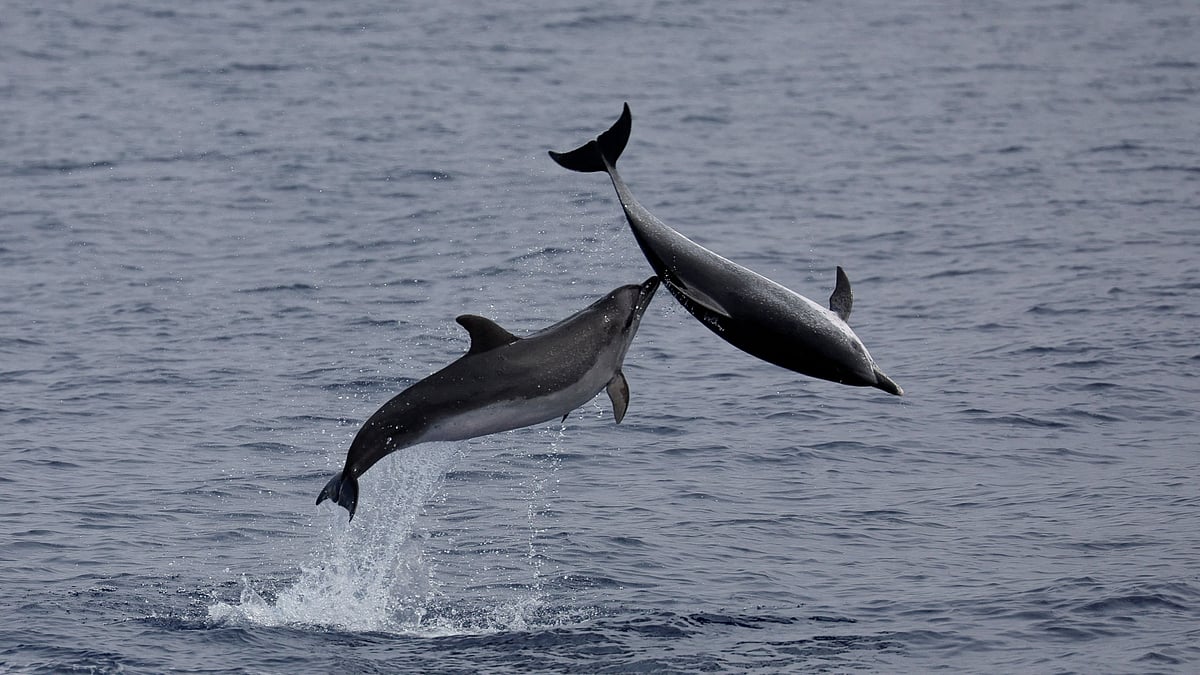 Azores create largest marine protected area in North Atlantic
