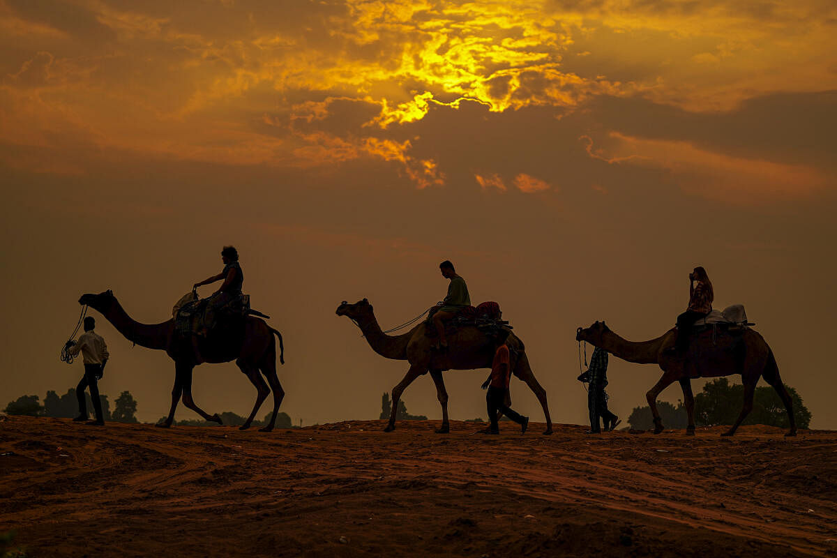 Camels during sunset in Pushkar's desert.