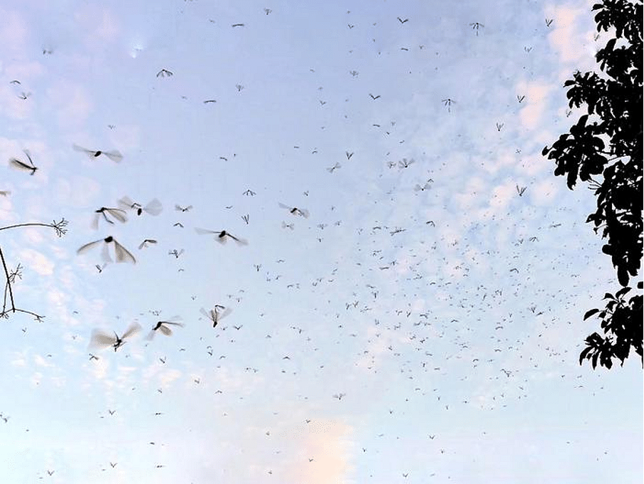 Amur falcons