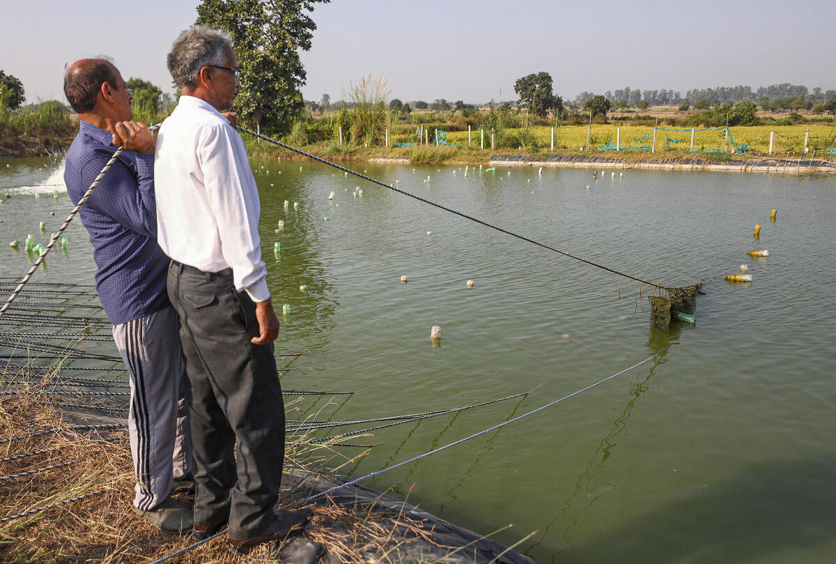 Farmers check 'pearls' at a pearl farming pond near the India-Pakistan border, in Samba.