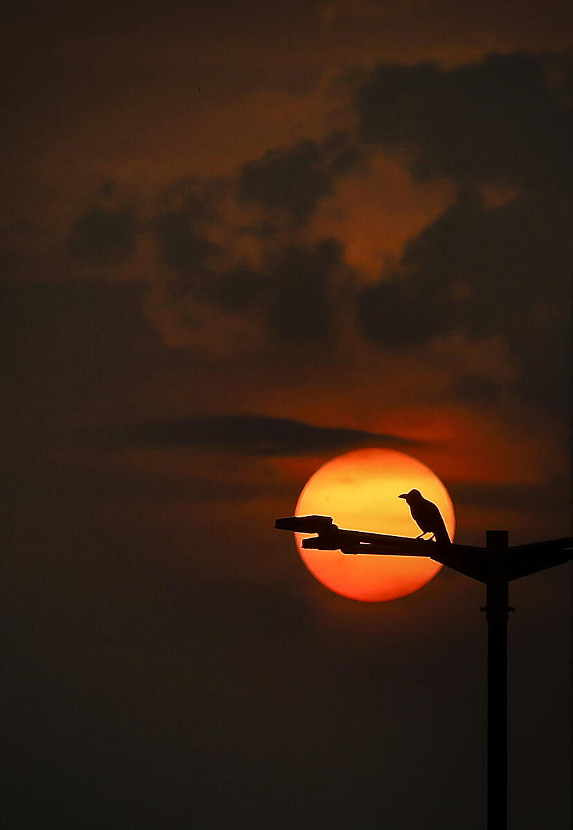 A bird silhouette, seen against the setting sun, in Bengaluru.