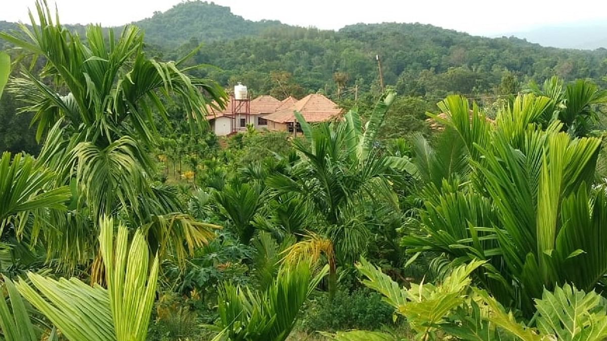 Land owners engage in farming activities in Batthaguli in Kundapur taluk; a view of the fields in the settlement at present.