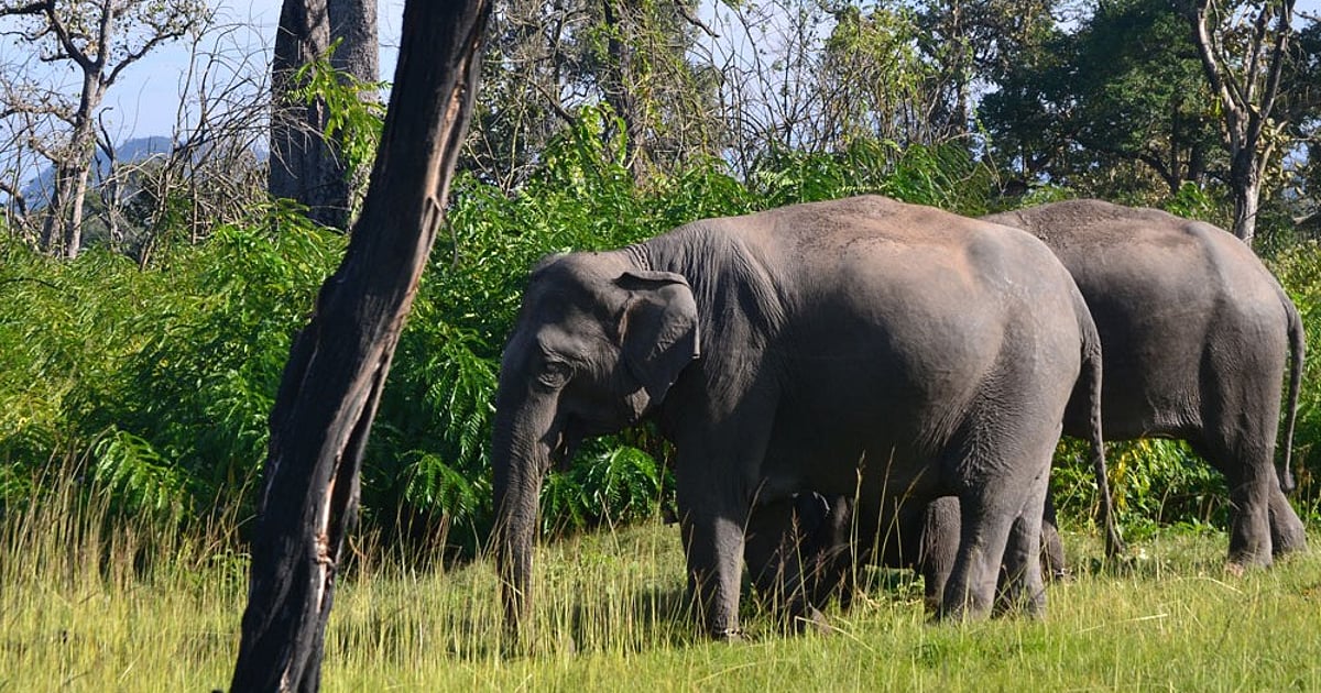 Elephant Deaths in Bandhavgarh Rise to 9