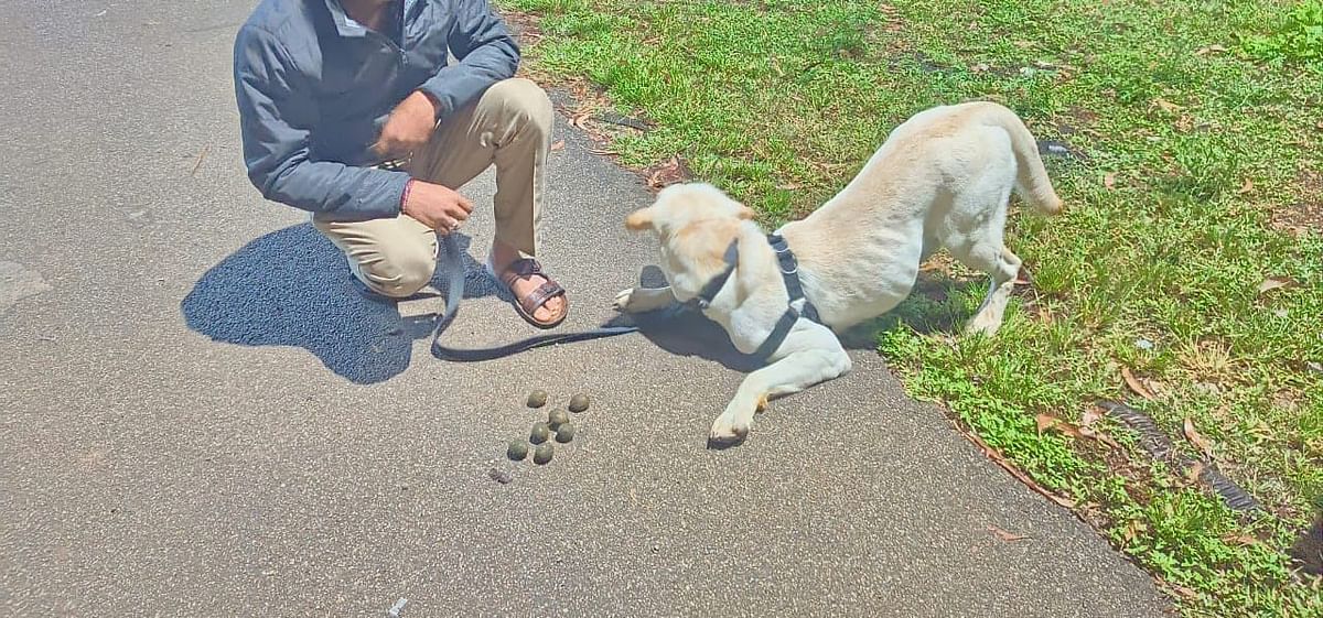 A sniffer dog inspects the mysterious objects resembling country bombs following a futile theft incident in Vastare village. 