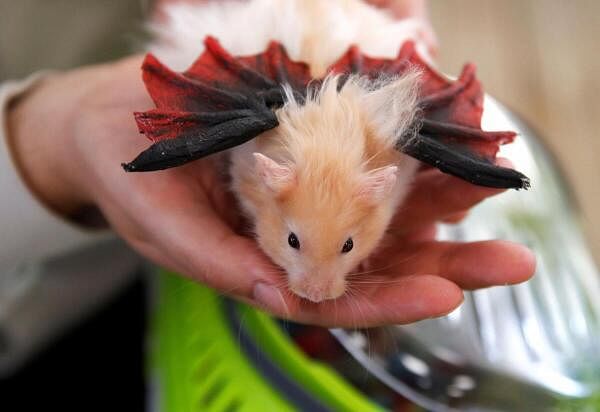 A pet owner holds her hamster during a Halloween pet costume competition, in Vina del Mar, Chile.