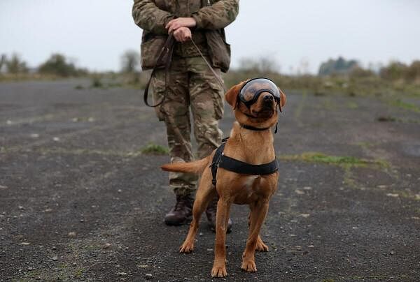 British Defence Ministry runs military working dogs training and equipment exercise in Rutland