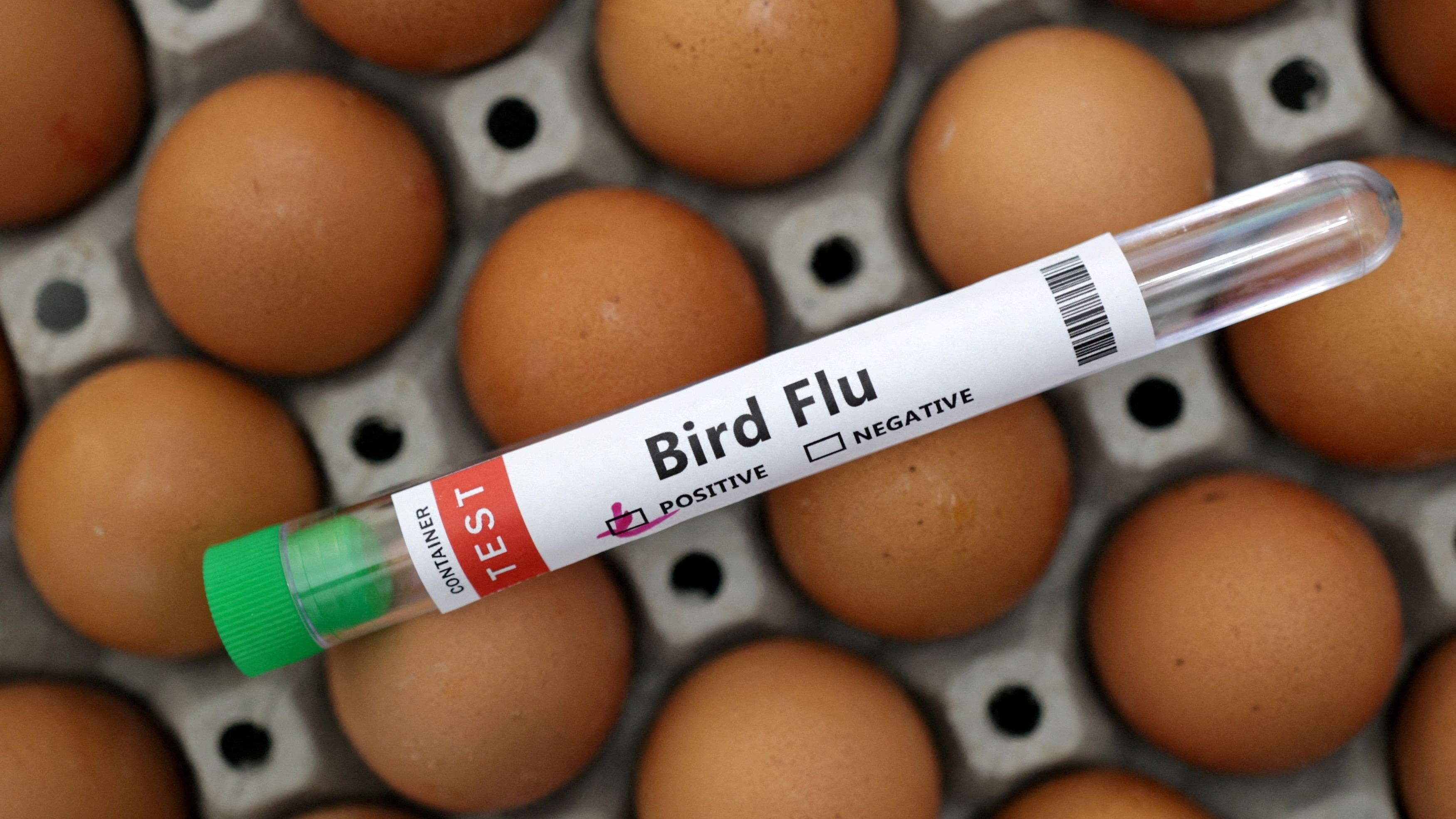 Canada Detects Its First Presumptive Human H5 Bird Flu Case