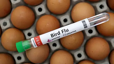 "Bird Flu Resurgence in Telangana: Fear, Impact, and the Fight for Recovery"