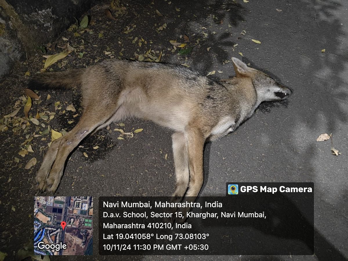 The carcass found near DAV School in Kharghar