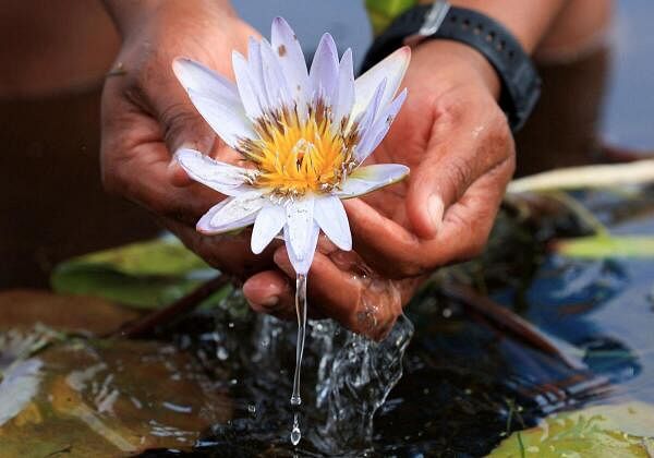 An environmentalist holds the previously extinct Cape Water Lily at False Bay Nature Reserve wetland, which was part of the Earthshot Week in Cape Town, where it has been reintroduced at the reserve wetland, in Cape Town, South Africa.