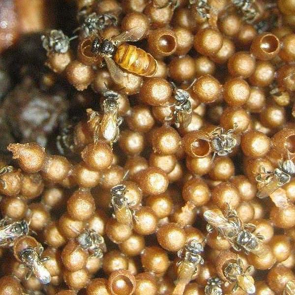 Stingless bees picturd inside a hive with brood cells; the inside of a hive with pollen and honey pots.