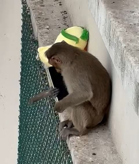 Residents say monkeys enter homes and take away things by tearing pigeon nets and opening sliding doors of balconies.