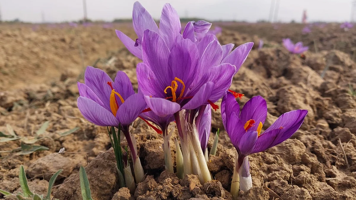The Saturday Story | Red gold: Kashmir's saffron story