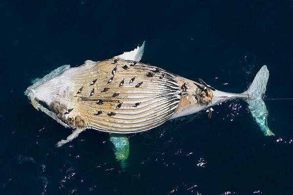 A deceased Humpback whale is towed by the National Sea Rescue Institute (NSRI) in Cape Town, South Africa on November 16, 2024.