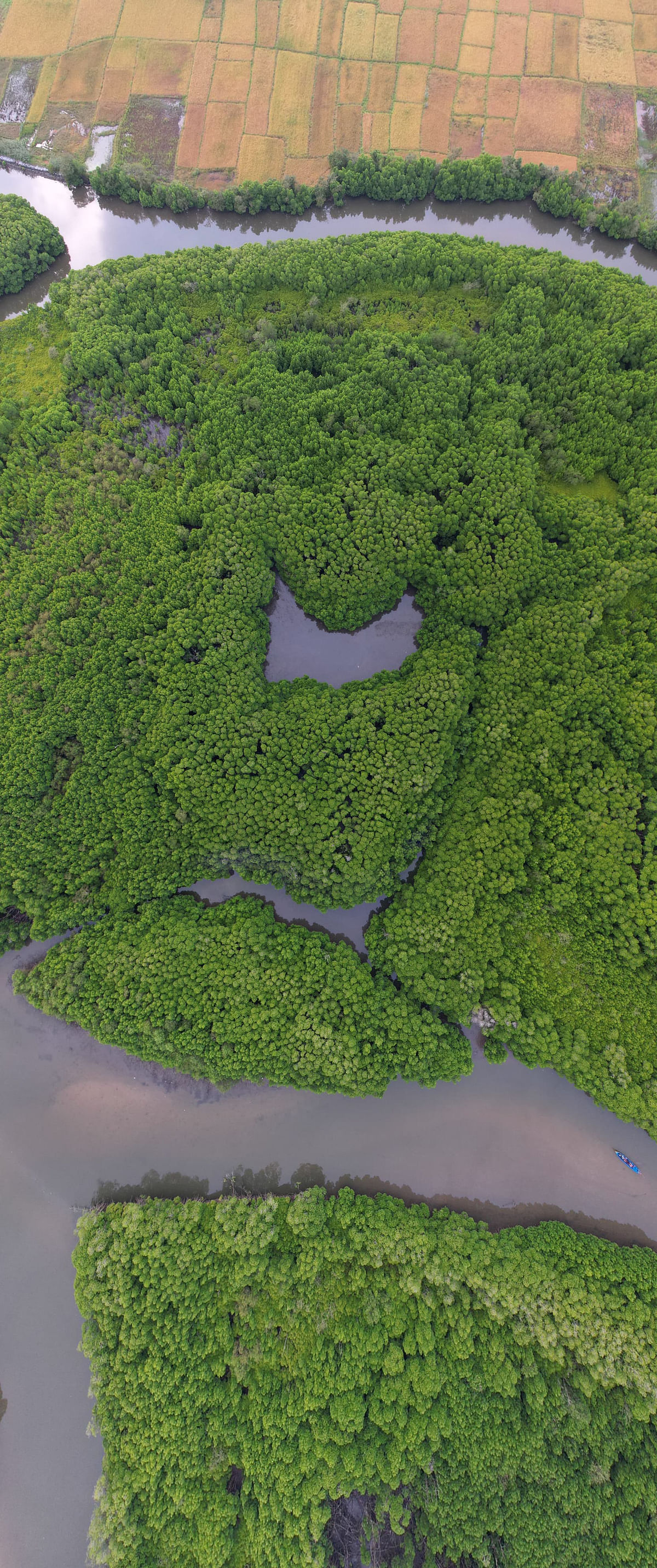 An aerial view of the mangrove forests in Saligrama in Udupi district.  