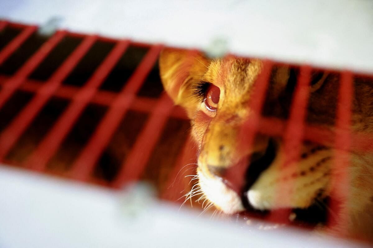 A lioness looks on from inside a cage after being captured by the Fire Department when it was found loose in the Felipe Angeles neighborhood in Ciudad Juarez, Mexico November 19, 2024.