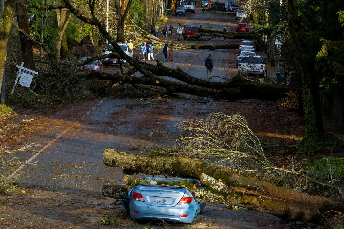 A drone view shows multiple fallen trees after a powerful storm hit the U.S. Pacific Northwest and western Canada, causing power outages in Washington, Oregon, California and British Columbia while wreaking havoc on road travel, in Seattle, Washington, U.S., November 20, 2024.