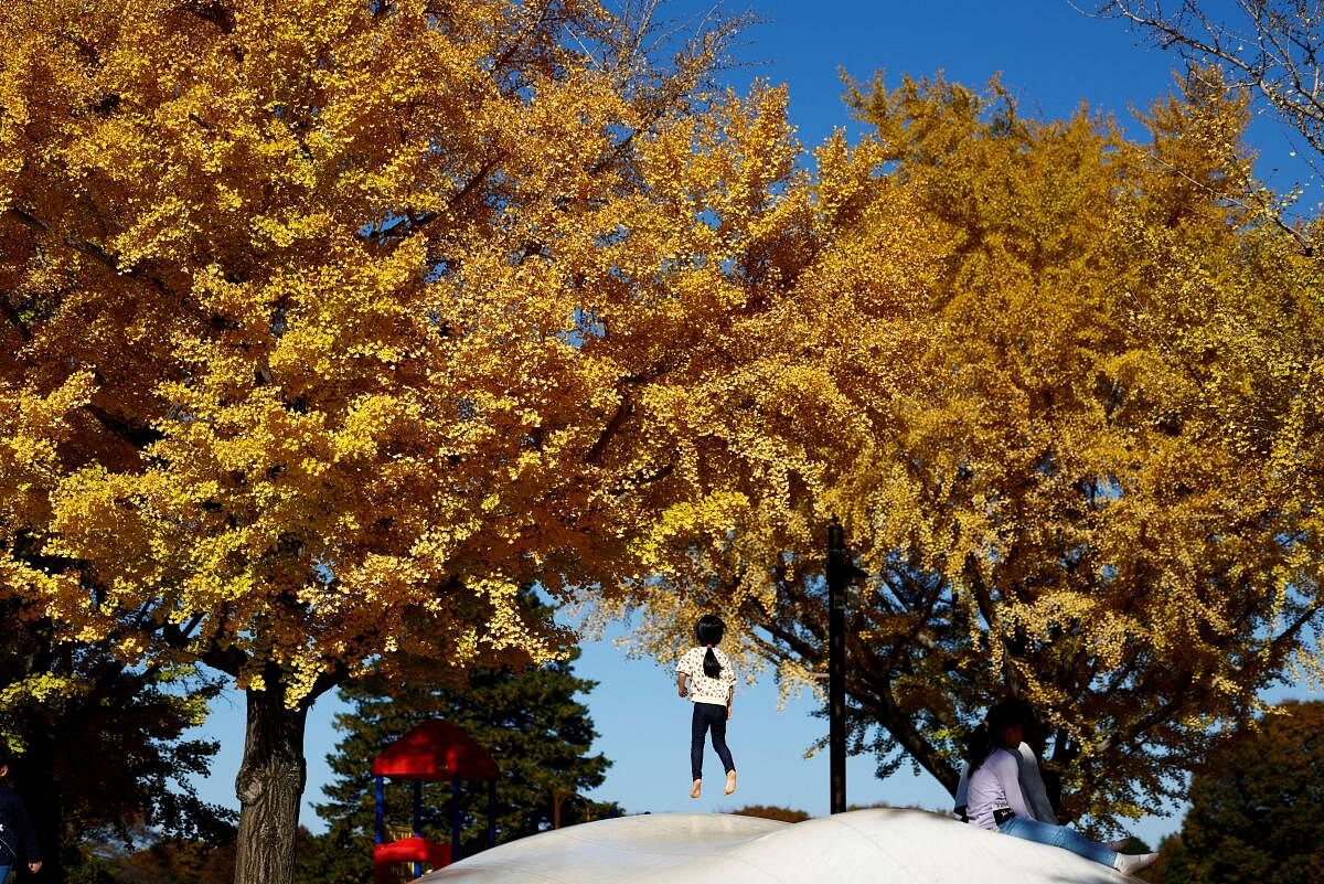 A girl plays under yellow ginkgo leaves at Showa Kinen Park in Tokyo, Japan.