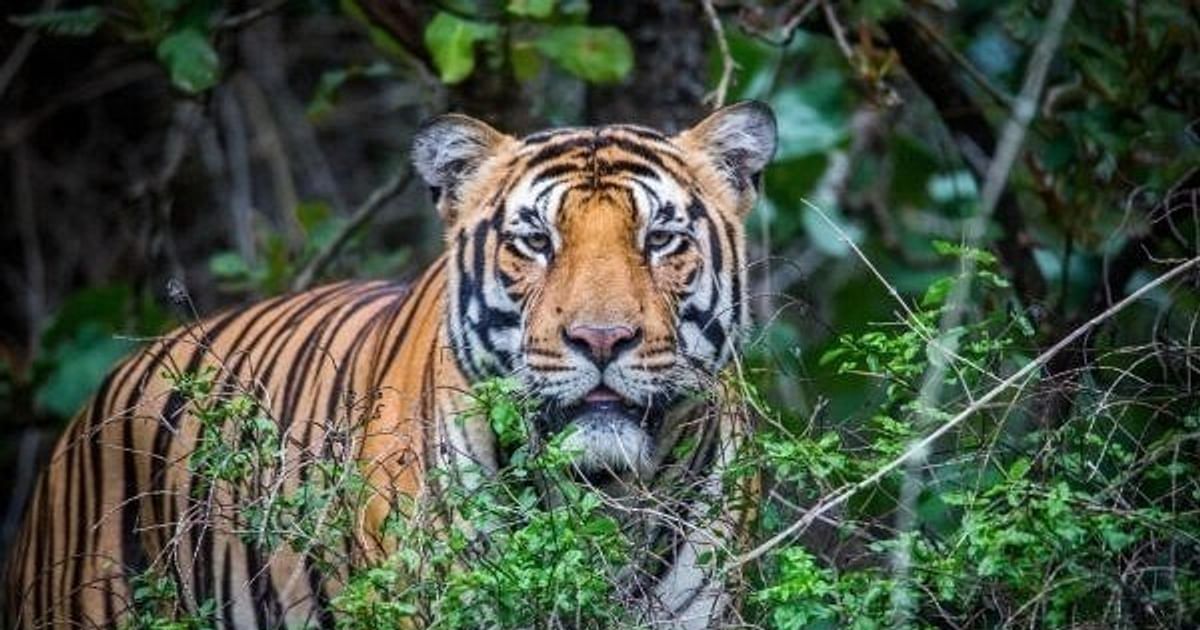 Ranthambhore Tiger Attack: Bait-Habituated Tigress Kills Forest Ranger