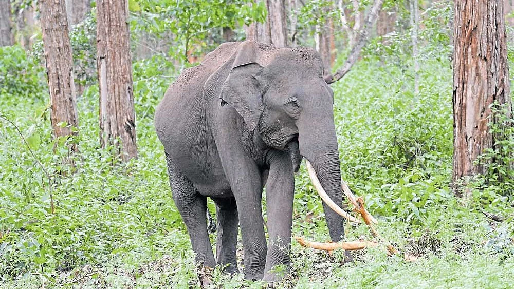 Three devotees die in elephant attack inside forest in Andhra Pradesh
