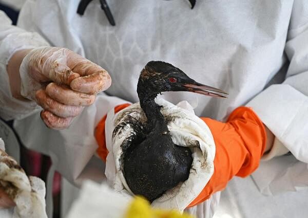 Volunteers clean a bird following an oil spill which was caused by an incident involving two tankers damaged in a storm in the Kerch Strait, in the village of Vityazevo near the Black Sea resort of Anapa, Russia.