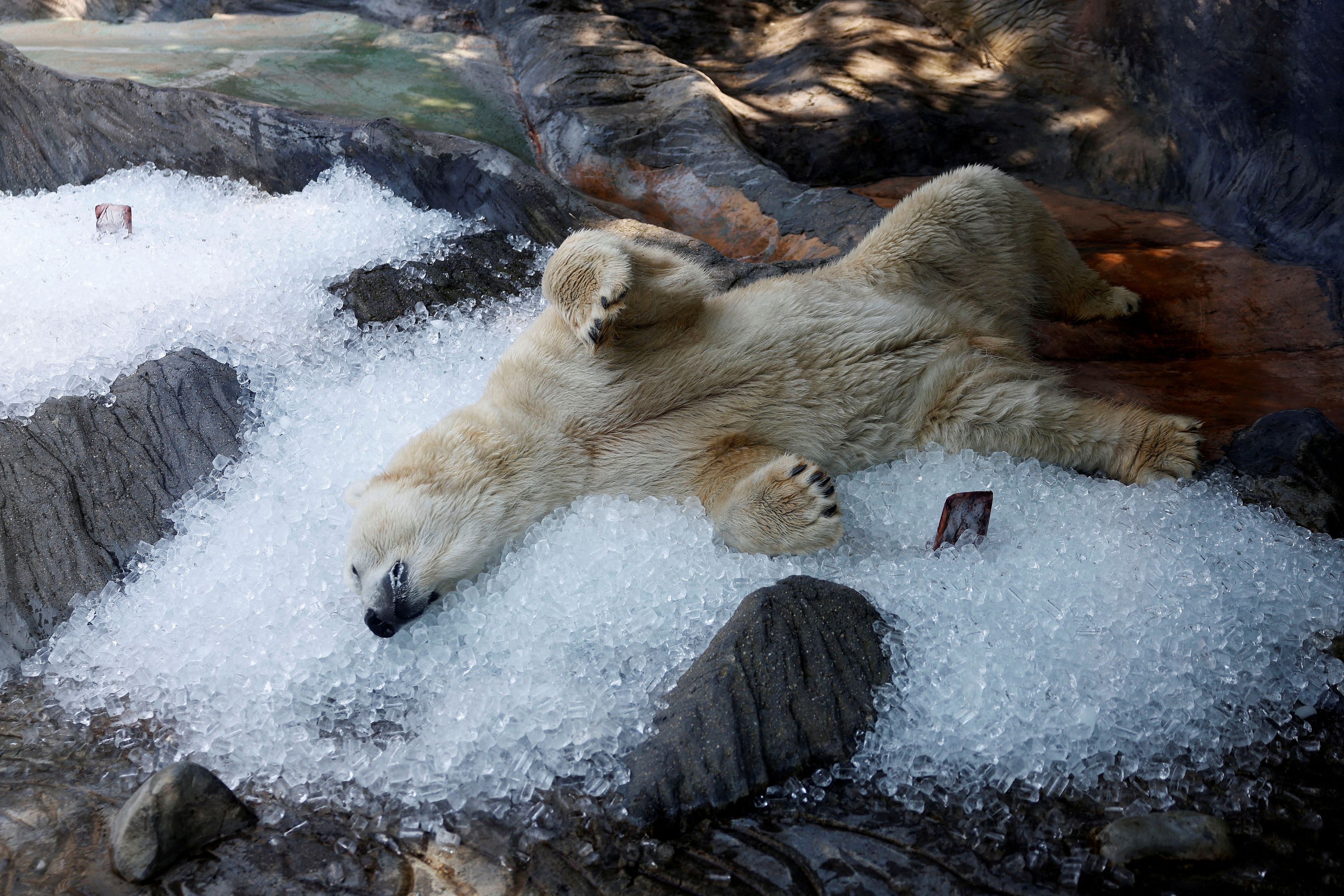 A polar bear rests on ice cubes brought into his enclosure during a heatwave at the Prague Zoo in Prague, Czech Republic, July 10, 2024.