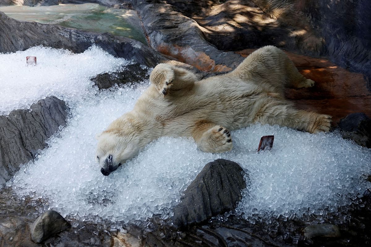 A polar bear rests on ice cubes brought into his enclosure during a heatwave at the Prague Zoo in Prague, Czech Republic, July 10, 2024.