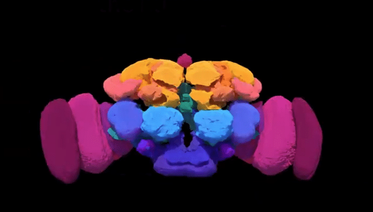 Screenshot from a video showing a model of an adult fruit fly brain.