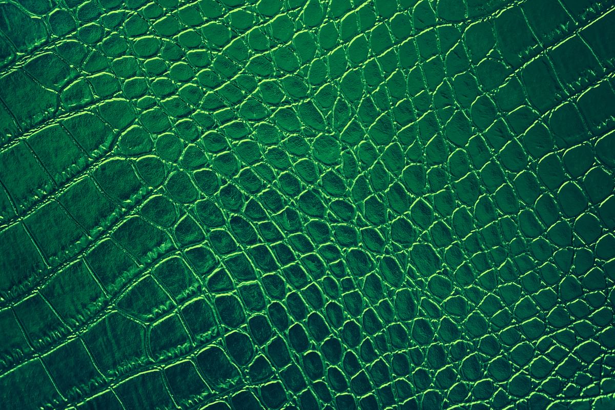 Image showing reptile skin. For representational purposes.