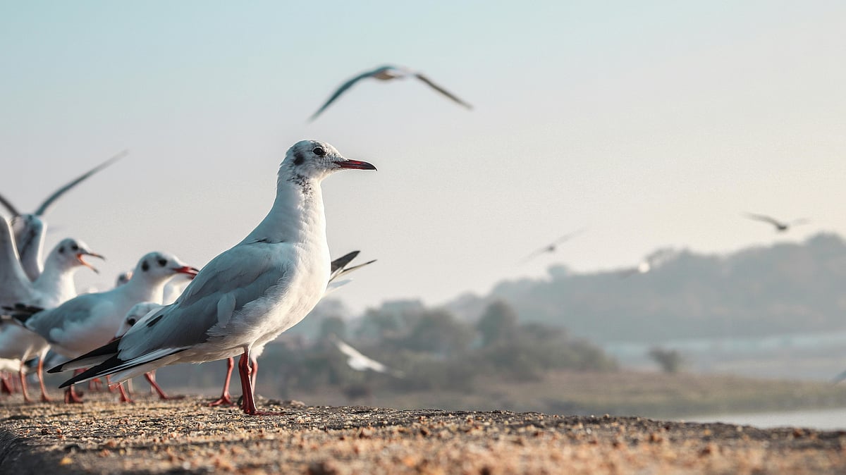 Birds of Nalsarovar