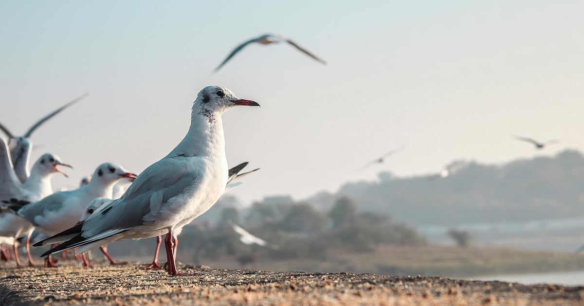 Birds of Nalsarovar